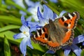 Small Tortoiseshell meets Siehe's Glory-of-the-Snow