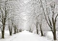 Snow Alley