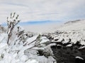 Snow Landscape