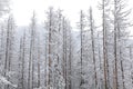Snowy Nature In High Tatras, S...