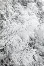 Snowy Nature In High Tatras, S...