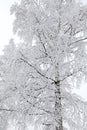 Snowy Nature In High Tatras, S...