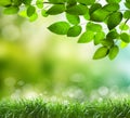 Soft Defocused Spring Background