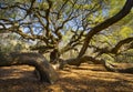 South Carolina Lowcountry Ange...