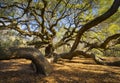 South Carolina Lowcountry Angel Oak Tree Charleston SC Nature Scenic