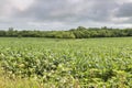 Soybean crops in Missouri