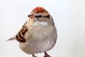 Sparrow Bird