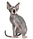 Sphynx Cat, 8 Months Old, Sitt...