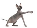 Sphynx Cat Reaching, 9 Months ...