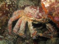 Spider Crab