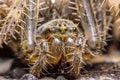 Spider Macro