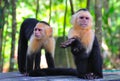 Spider Monkeys, Costa Rica