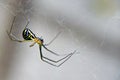 Spider In Nature.