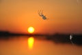 Spider On A Sun