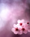 Spring Background With Flowers...