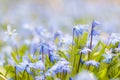 Spring blue flowers glory-of-the-snow