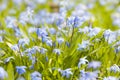 Spring blue flowers glory-of-the-snow