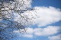Spring Clouds And Tree