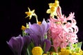 Spring Flowers