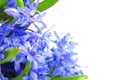 Spring Flowers