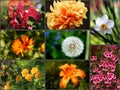 Spring Flowers