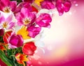 Spring Tulips