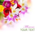 Spring Tulips