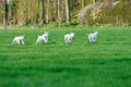 Spring Lambs