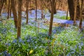 Spring meadow with blue flowers glory-of-the-snow