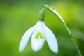 Spring Snowdrop Flower