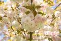 Spring Tree