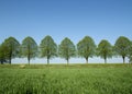 Spring Trees