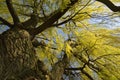 Spring Willow Tree Background