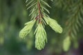 Spruce With Young Sprouts. Mac...