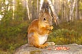 Squirrel With Nuts And Summer ...