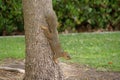 Squirrel on tree trunk