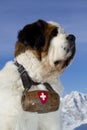 St Bernard