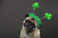 St. Patrick's Day Pug