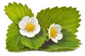 Strawberry Flowers And Leaves ...