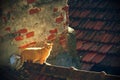 Stray Cat