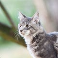 Striped Maine Coon Cat In Nature