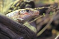 Sudan plated lizard