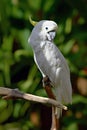 Sulphur Crested Cockatoo In Na...