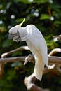 Sulphur Crested Cockatoo In Na...