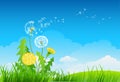 Summer Background With Dandelion