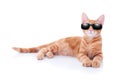 Summer Holiday Cat