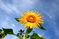 Sun Flowers