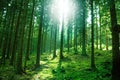 Sun Light In The Forest