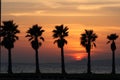 Sun Set And Palms