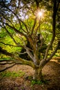 The sun shining through a tree at Cylburn Arboretum, in Baltimor